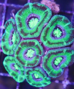 Acanthastrea Coral