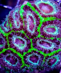Blue & Green Acan Corals
