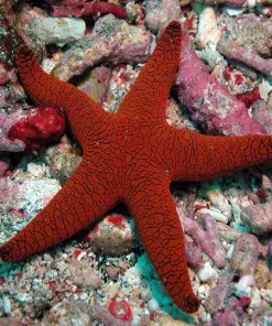 Small Red Fromia Sea Star **