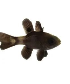 ORA Captive Bred Black Cardinalfish