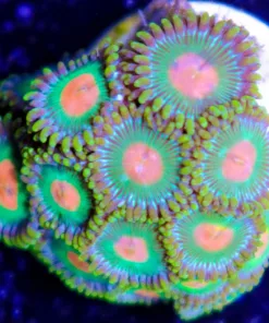 Koopa Troopa Zoas