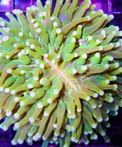 Long Tentacle Plate Coral