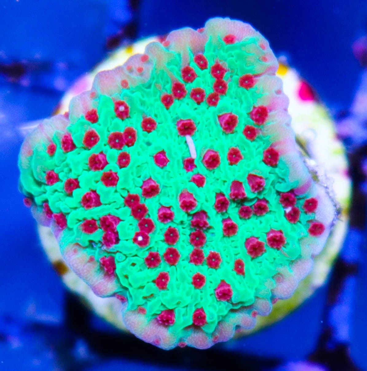 Seasons Greetings Montipora Frag Box Corals