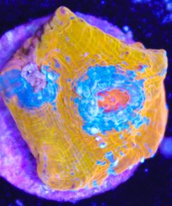 orange crush chalice