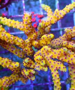 Golden Rod Anacropora Frag (Row #31)