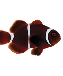 Captive Bred Gold Stripe Maroon