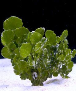 Halimeda Macro Algae