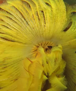 Yellow Feather Duster