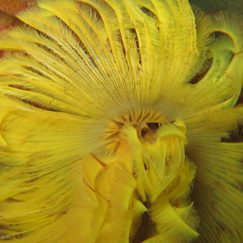 The feeding tentacles of a feather duster worm (Sabellastarte sp.). Fish Rock Cave, South West Rocks, NSW