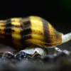 Bumble Bee snails