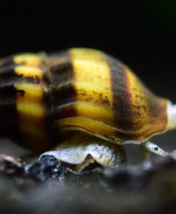 Bumble Bee snails