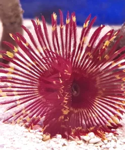 Maroon and Yellow Feather Duster