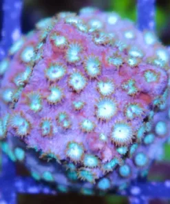 JF splendiferous Cyphastrea