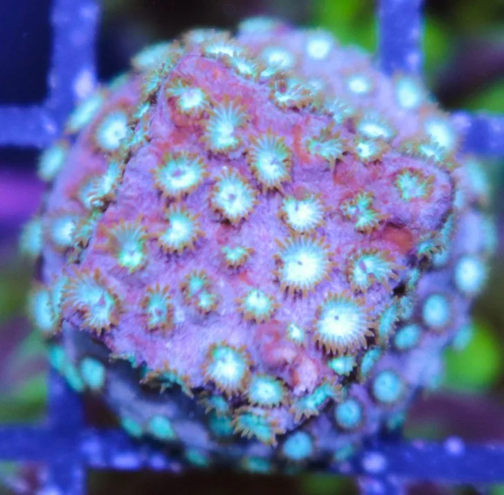 JF splendiferous cyphastrea