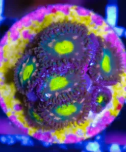 Razzle Dazzle Zoanthids