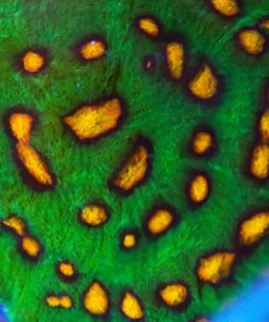 XL Raja Rampage Chalice Frag