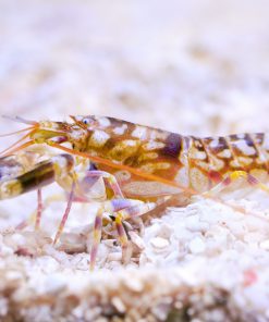 Tiger Pistol Shrimp