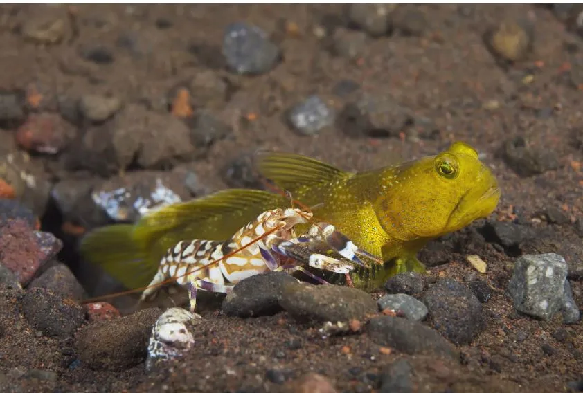 Tiger Pistol Shrimp Goby Pair