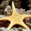 double starfish