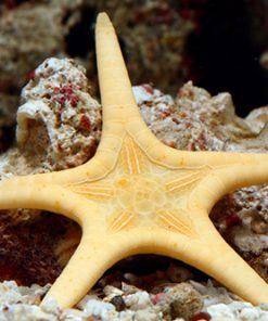 double starfish
