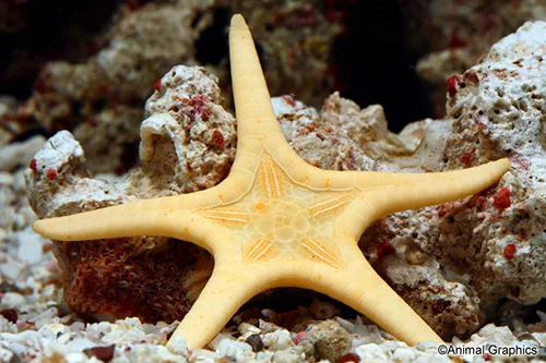double starfish double starfish