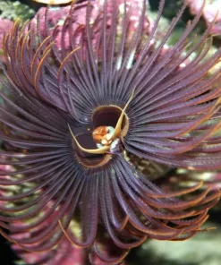 Hawaiian Feather Duster