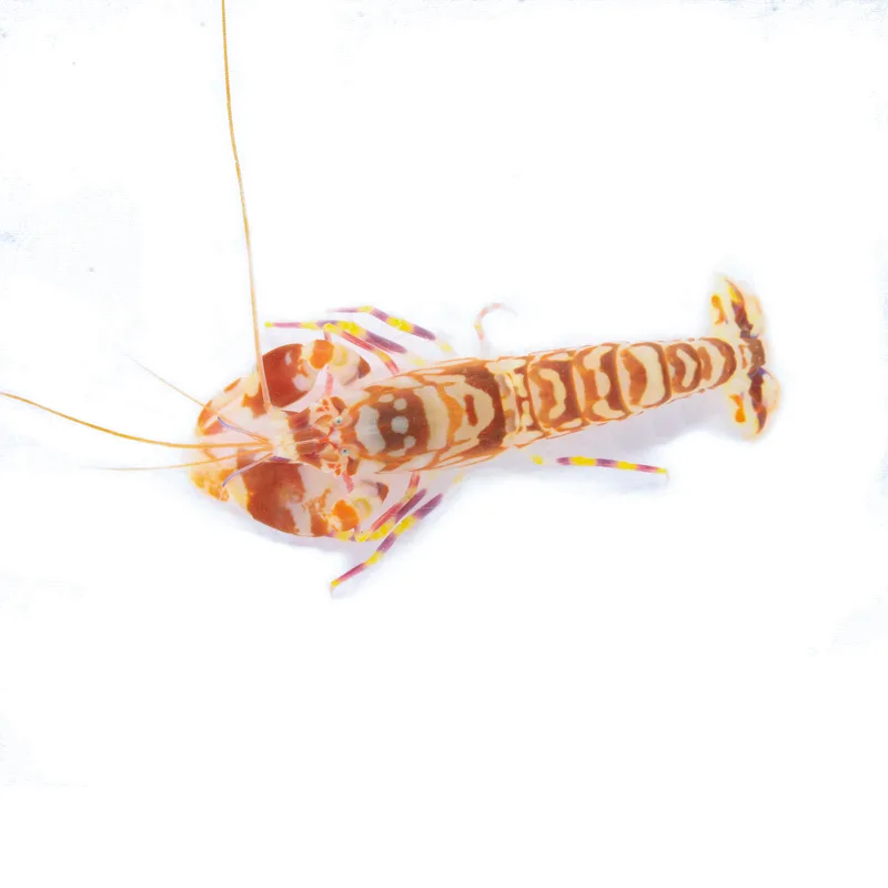 Tiger Pistol Shrimp
