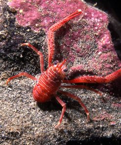 red squat lobster