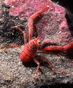 red squat lobster
