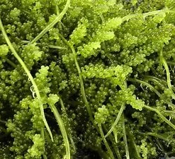 Grape Caulerpa