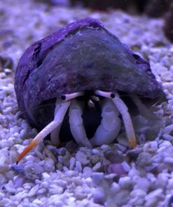 African Orange Leg White Hermit Crab