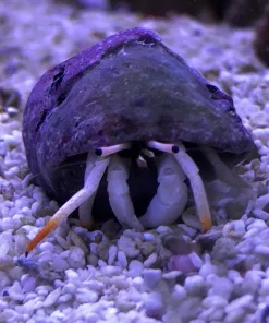 African Orange Leg White Hermit Crab