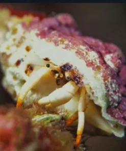 African Orange Leg White Hermit Crab *** Rare - we only get maybe once a year***