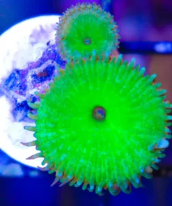 Nuclear Death Frag (Row #13:B)