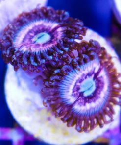 Pink Constellation zoas
