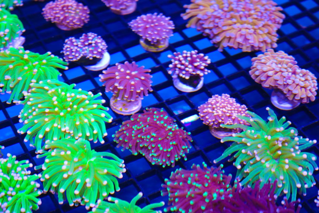 Why Is My Torch Coral Closed or Dying ? Frag Box Corals