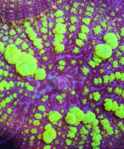 plutonium bounce mushroom