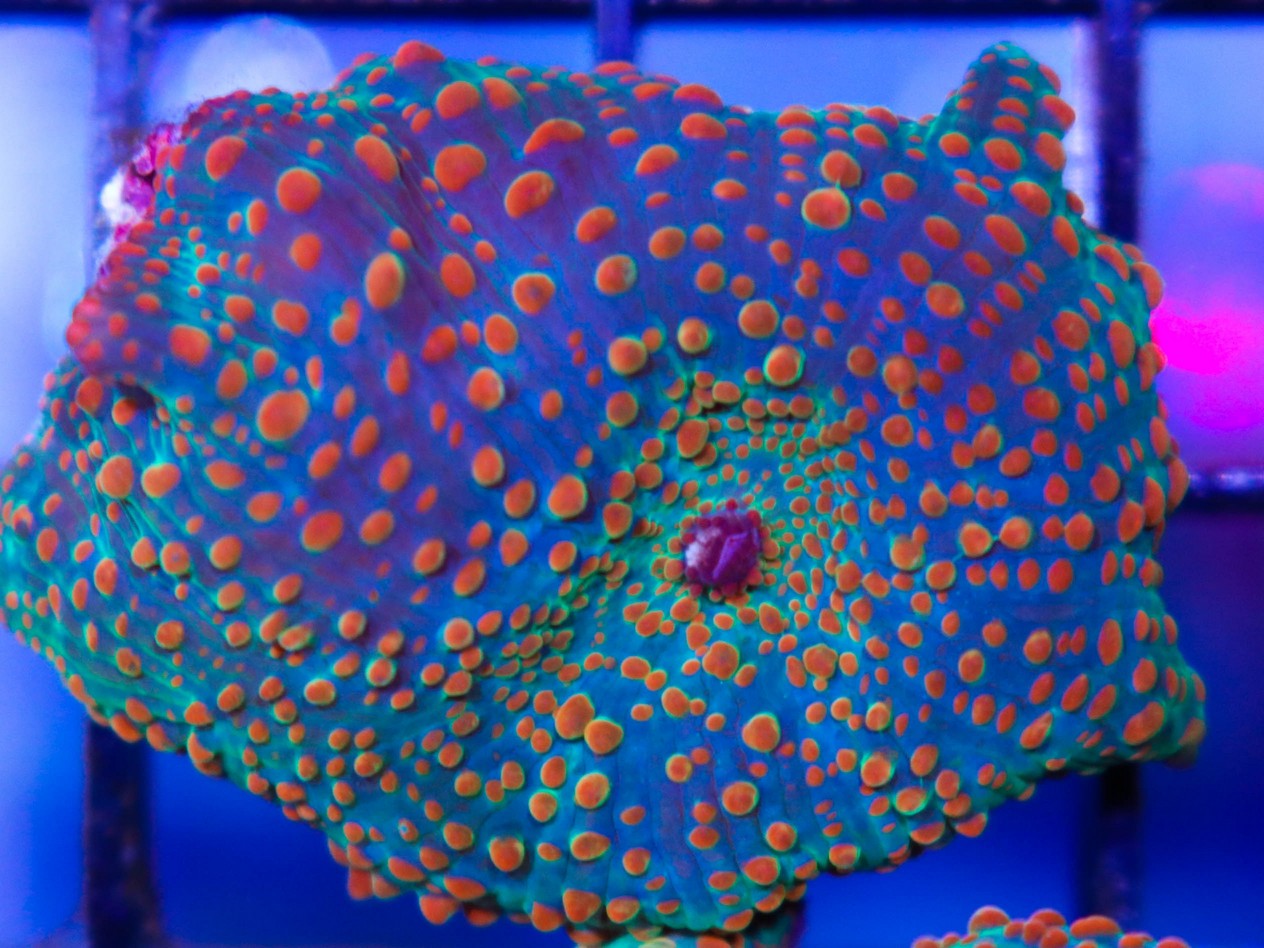 FCC Tequila Sunrise Mushroom - Frag Box Corals