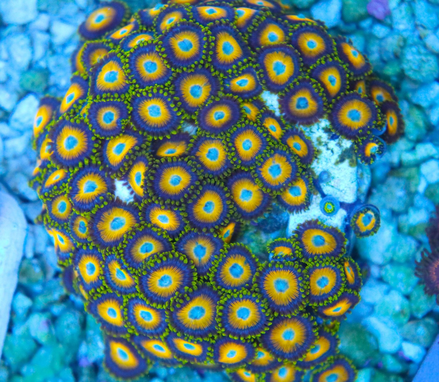 How to grow zoanthids Frag Box Corals