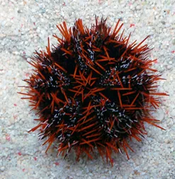 Halloween Urchin