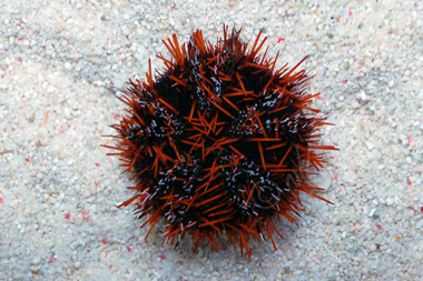 Halloween Urchin