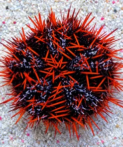 Halloween Pincushion Urchin