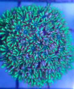 Blue Sympodium Coral Frag
