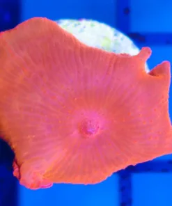 Orange Discosoma Coral