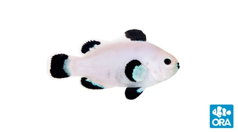 ORA Snow Storm Clownfish