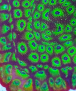 Spicy Lemon Favia Frag (Row 27:B)