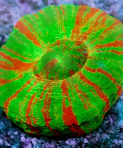 Bleeding Apple Scolymia