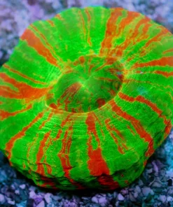 Bleeding Apple Scolymia