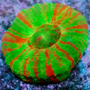 Scolymia Coral - Keeping and caring for your scolies in your reef tank