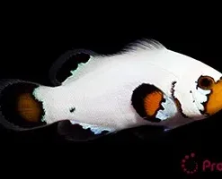Captive Bred Flurry Clownfish